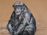 Chimpanzee drawing